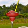 Blueberry Pomegranate Wine-A-Rita